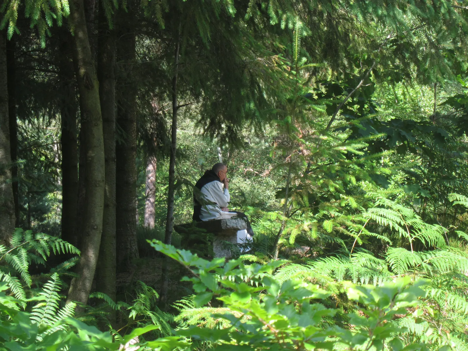 Un moine assis dans la forêt, au milieu des fougères, un livre sur les genoux